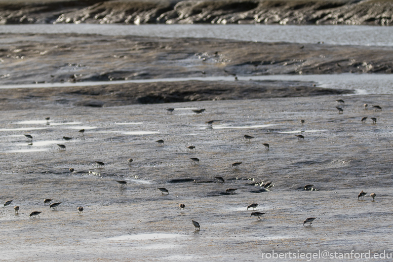 baylands